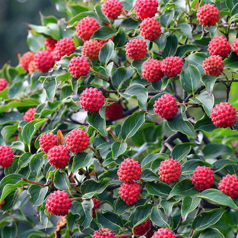 Dereń kousa - POWIEW ORIENTU (C2)