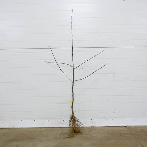 Jabłoń Golden Dream Plant Pack