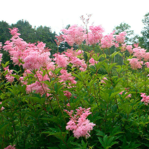 Wiązówka czerwona Venusta