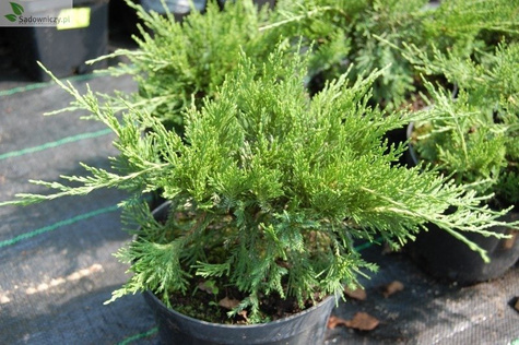 Jałowiec pośredni Mint Julep (P9)