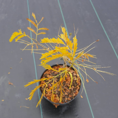 Glediczja trójcierniowa Sunburst (C2)