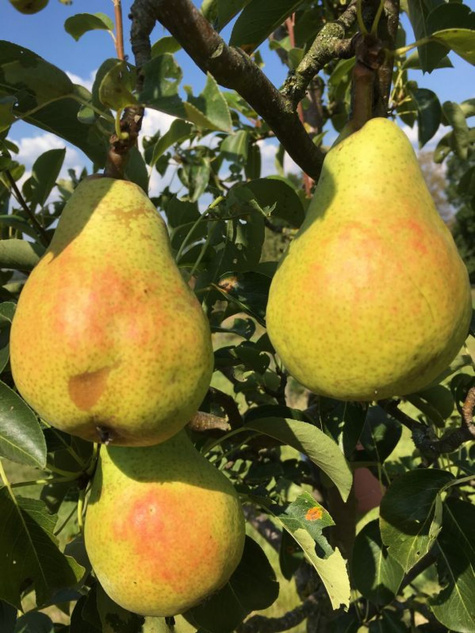 Grusza Dr. Guyot Diuszesa Wczesna Plant Pack