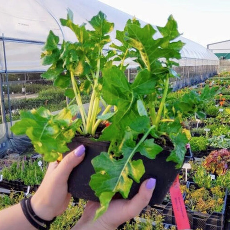 Akant węgierski White Lips Bryczes Niedzwiedzia (C2)