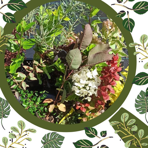 Secret Box – Gotowy Zestaw Roślin, który Odmieni Twój Ogród