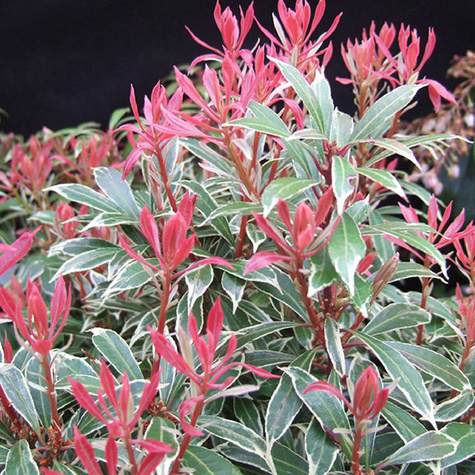 Pieris japoński Carnaval (P9)