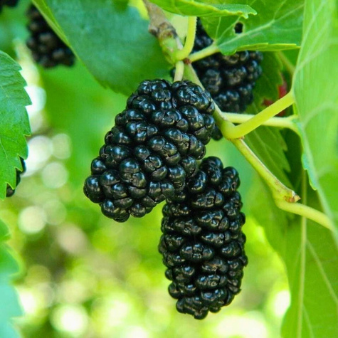 Morwa szerokolistna Spirata szczepiona na pniu