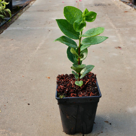 Kamelia japońska Alba Simplex (C2)