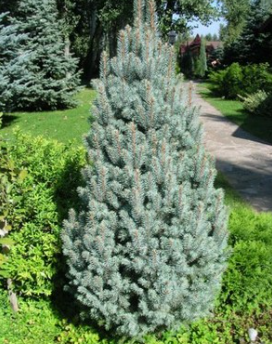 Świerk kłujący Iseli Fastigiate