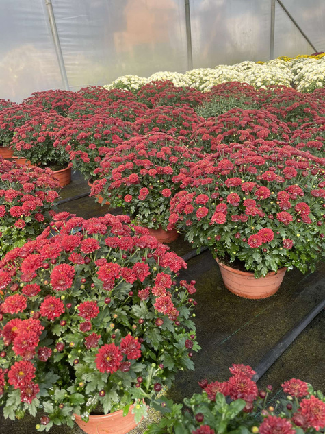 Chryzantema drobnokwiatowa czerwona (C2) DUŻA ROŚLINA