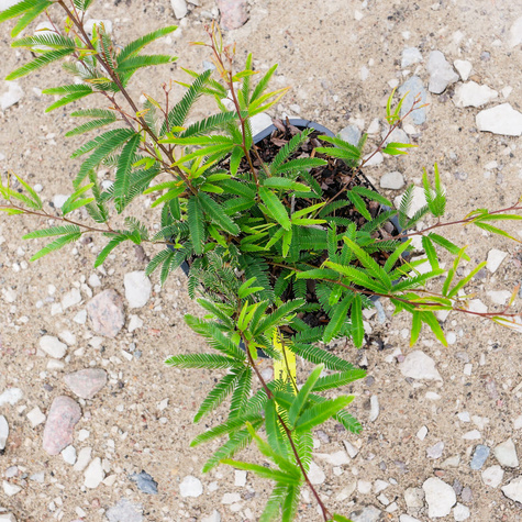 Kalliandra Dixie Pink (C2)