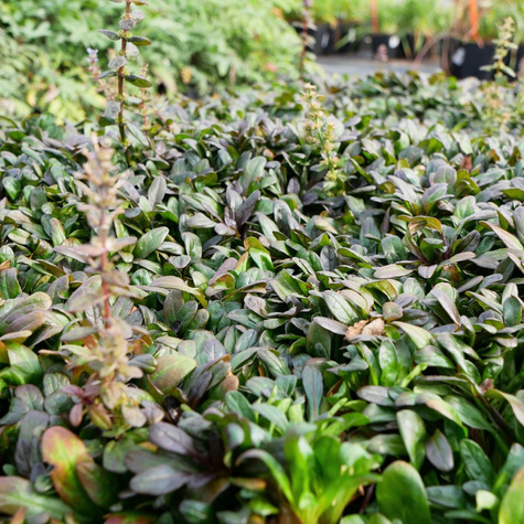 Dąbrówka rozłogowa Mini Mahogany (C2)