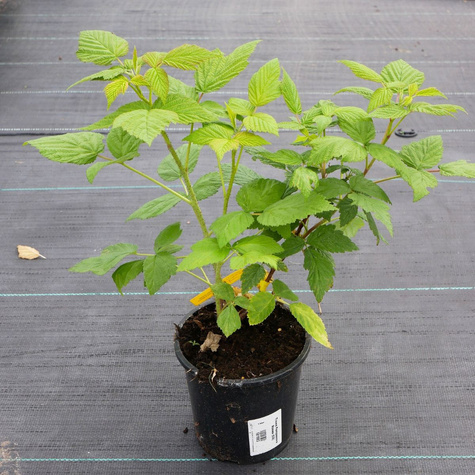 Malina Poranna Rosa w doniczce (C2)