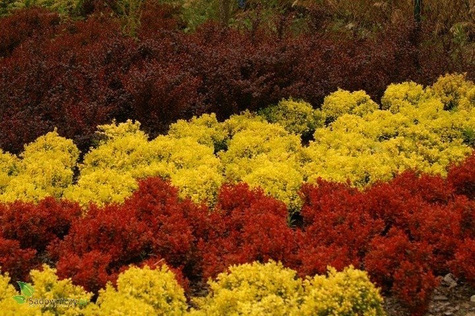 Berberys thunberga Tiny Gold doniczka C5