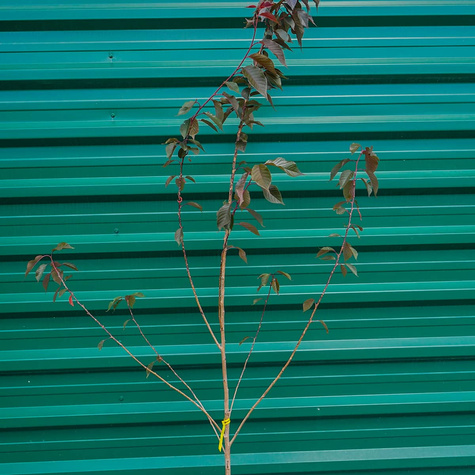 Wiśnia Piłkowana Royal Burgundy Krzaczasta NP (C2)