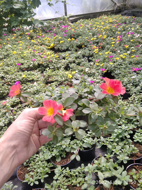 Portulaka zwisająca Mix kolorów