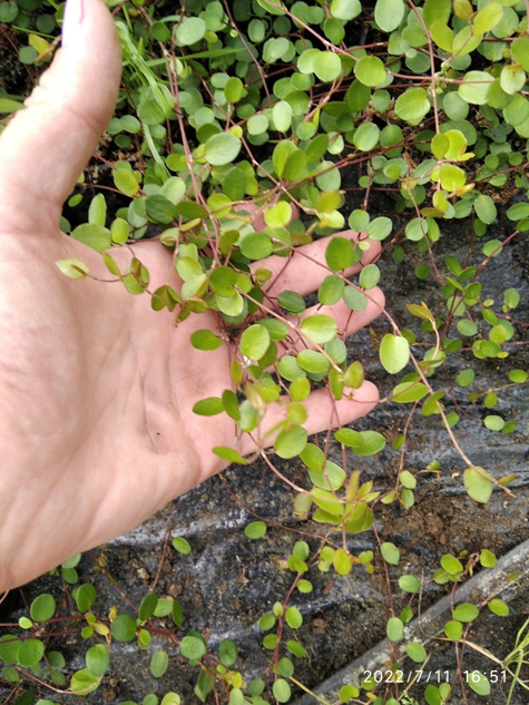 Mulenbekia gęsta Muehlenbeckia complexa ozdobne listki