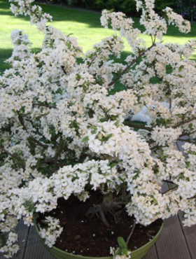 Jabłoń rajska Tringo Tina karłowa szczepiona na pniu