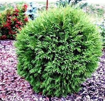 Thuja Tuja Żywotnik zachodni Little Dorrit kulka (C2)