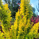 Berberys thunberga Golden Tower (C2)