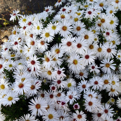 Aster krzaczasty Niobe (C2)