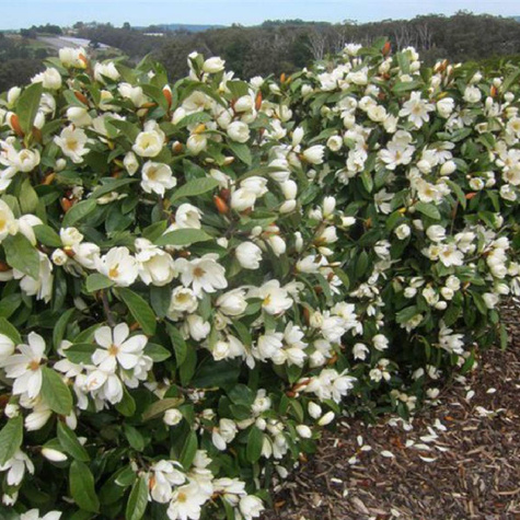 Magnolia Gail's Favourite