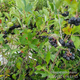 Aronia czarnoowocowa Revontuli Mound w doniczce