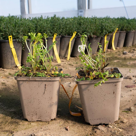 Wielosił błekitny Bambino Blue (C2)