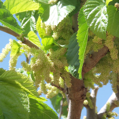 Morwa biała w doniczce dla diabetyków (C2)