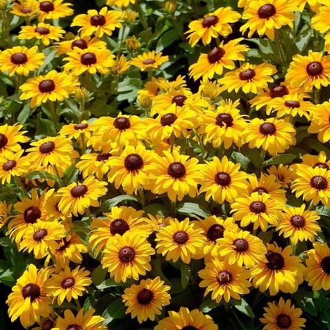 Rudbekia owłosiona Rudy Double Yellow Lemon (C2)