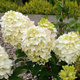 Hortensja bukietowa Little Cotton Cream (C2)