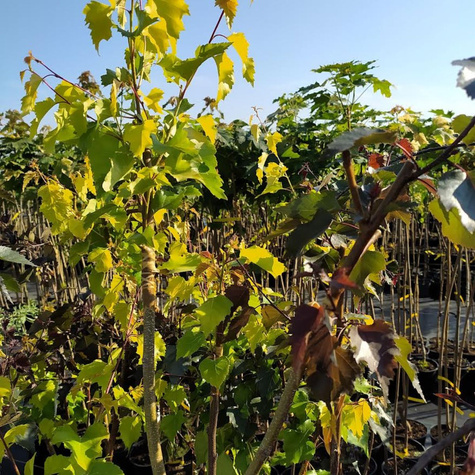 Brzoza brodawkowata Duo Purpurea i Golden Cloud (C2)