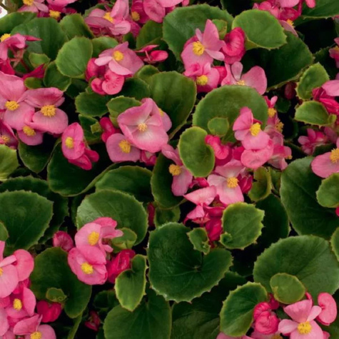 Begonia stale kwitnąca Papillon rose 0,1g