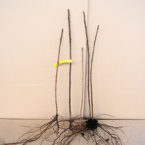 Sumak octowiec Plant Pack