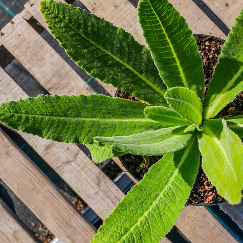 Pierwiosnek ząbkowany Prom White (C2)