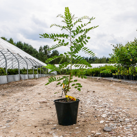 Amfora Amorfa zwyczajna Indygowiec (C2)