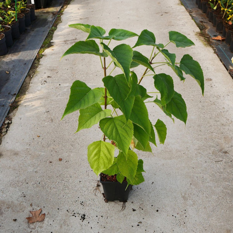 Hurma amerykańska (C2)