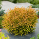 Thuja Tuja Żywotnik zachodni Golden Tuffet (C2)