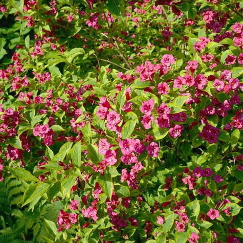 Krzewuszka cudowna Brigela (C2)