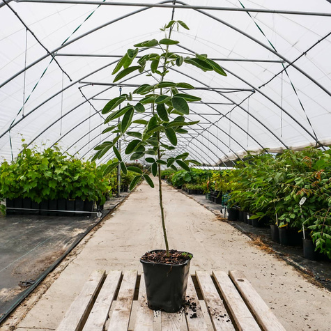 Złotokap pospolity (C2)