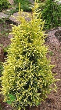 Jałowiec pospolity Gold Cone (P9)