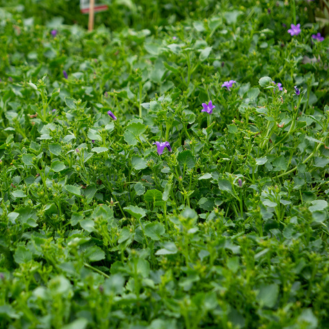 Dzwonek Poszarskiego Stella (C2)