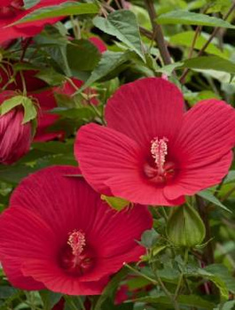 Hibiskus bylinowy Nippon Red (C2)