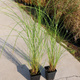 Miskant chiński Gracillimus Miscanthus sinensis 
