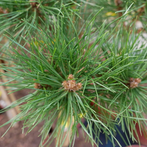 Sosna czarna Brepo szczepiona
