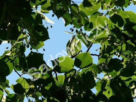 Lipa drobnolistna Greenspire (obw. 2-4cm)