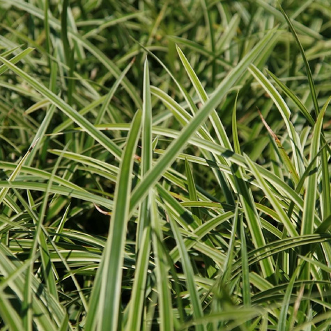 Turzyca japońska pstrolistna Variegata (C2)