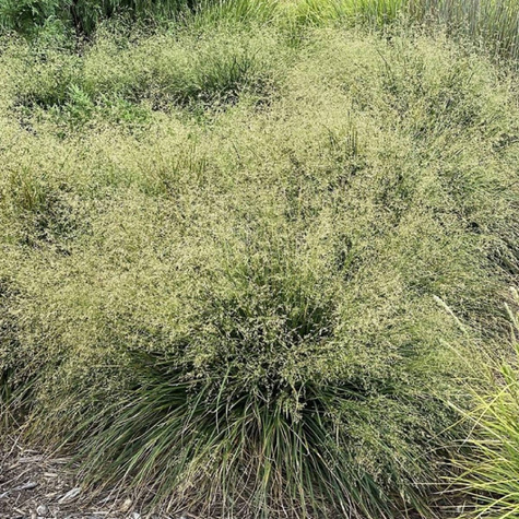 Śmiałek darniowy (C2)