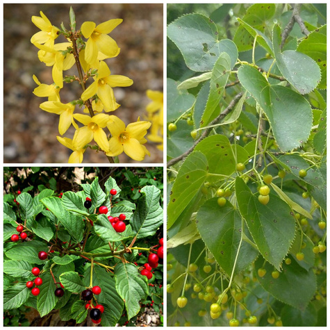 Zestaw Wiosenny Ogród Pszczelarski Plant Pack