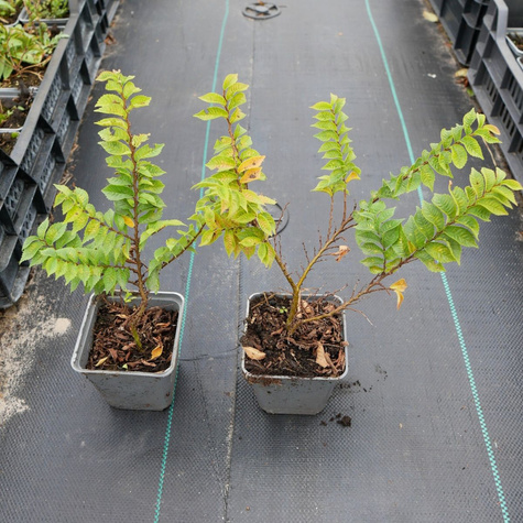 Wiąz polny karłowy Jacqueline Hillier (P9)