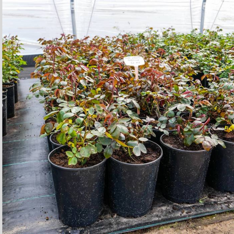 Róża krzaczasta Parade® Radmila (C2)